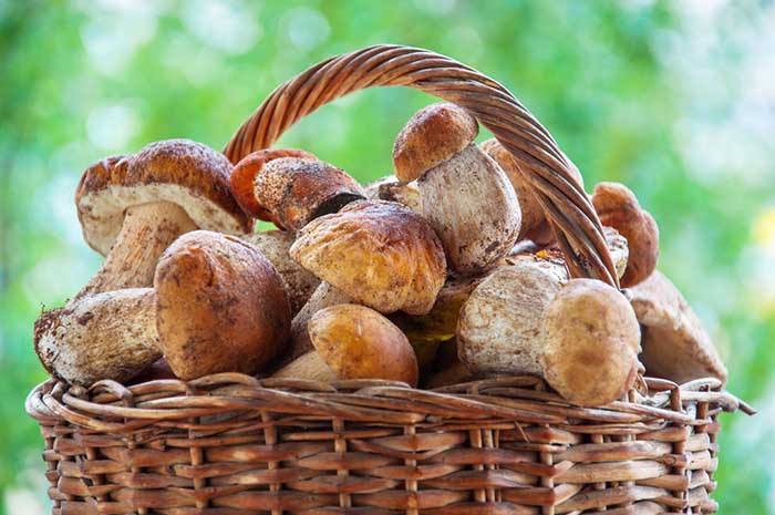 Porcini Mushrooms in a basket