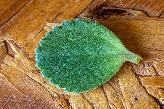 boldo leaf on table and wood